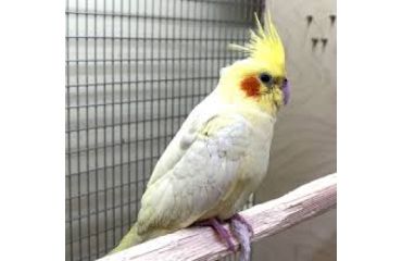 Corella – papagalul care cucerește prin inteligență, personalitate și sensibilitate
